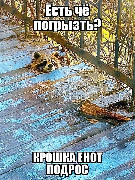 Есть чё погрызть? Крошка енот подрос