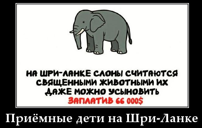 На Шри-Ланке слоны считаются священными животными их даже можно усыновить заплатить 66 000$\nПриёмные дети на Шри-Ланке