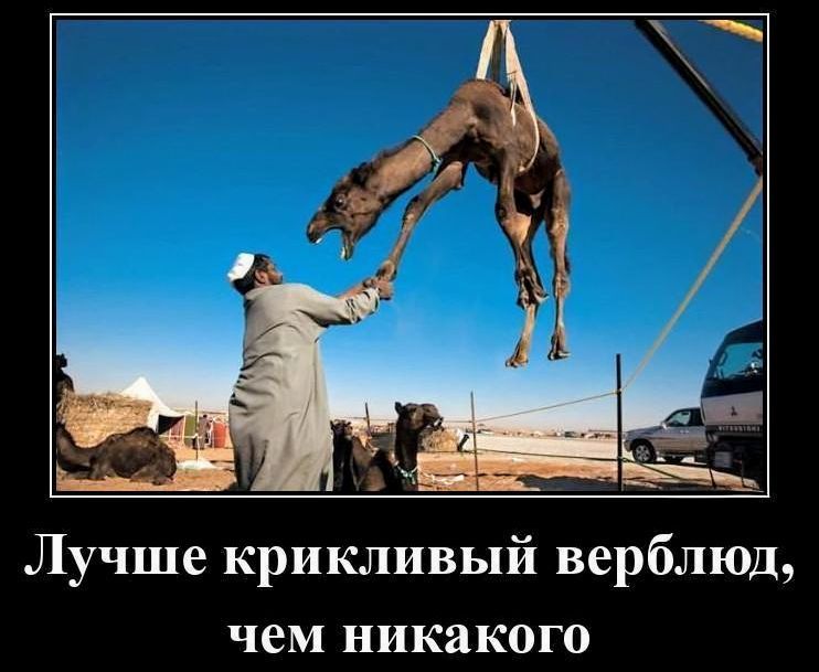 Лучше крикливый верблюд, чем никакого
