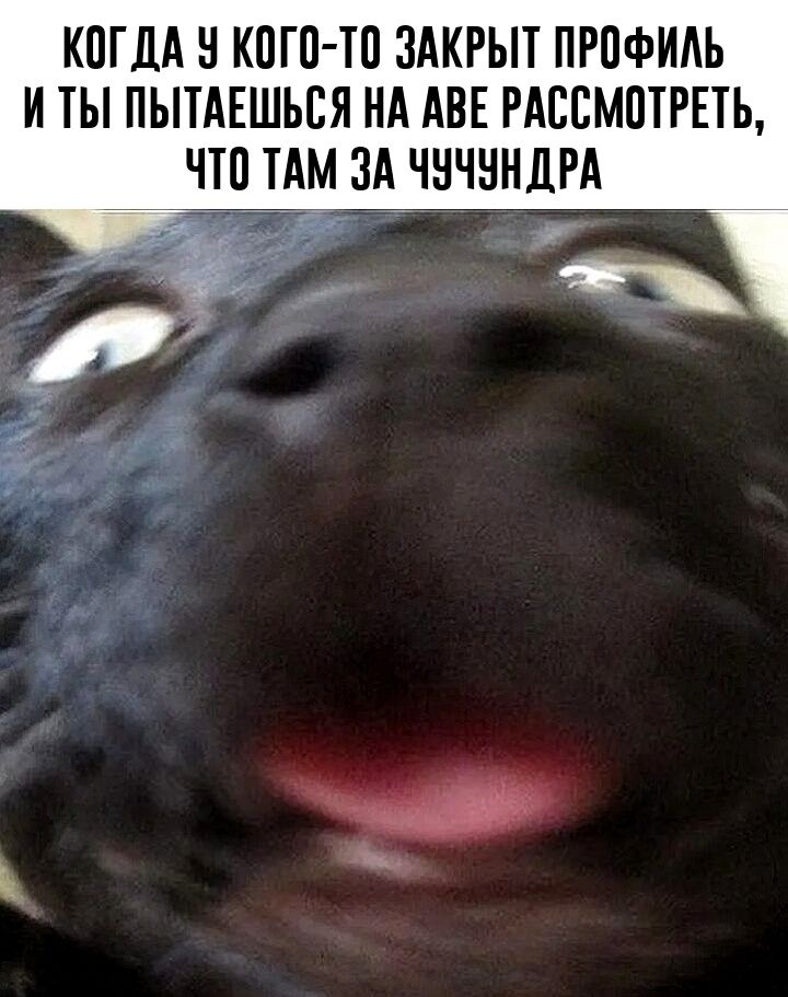 КОГДА У КОГО-ТО ЗАКРЫТ ПРОФИЛЬ И ТЫ ПОПЫТАЕШЬСЯ НА ДВЕ РАССМОТРЕТЬ, ЧТО ТАМ ЗА ЧУЧУНДРА