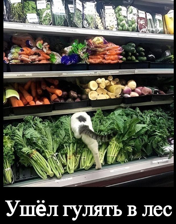 Ушёл гулять в лес