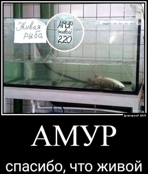Живая рыба; АМУР любимый 220