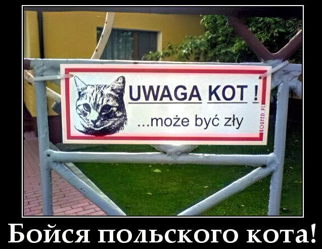 UWAGA KOT ! ... może być zły
Боись польского кота!