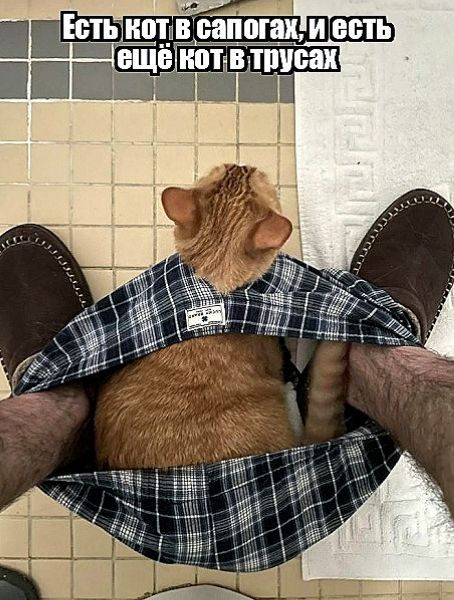 Есть кот в сапогах, и есть ещё кот в трусах