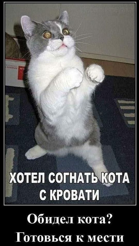 ХОТЕЛ СОГНАТЬ КОТА С КРОВАТИ
Обидел кота? Готовься к мести