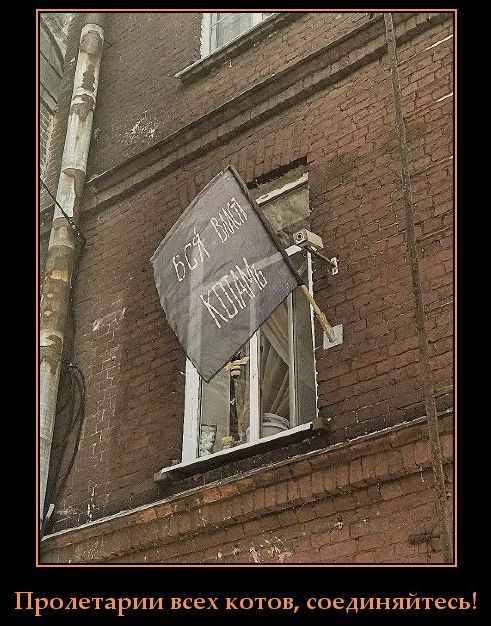 Пролетарии всех котов, соединяйтесь!