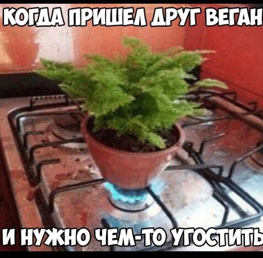 _К0МАі іПВИШЕШШРУГ ВЕГАН