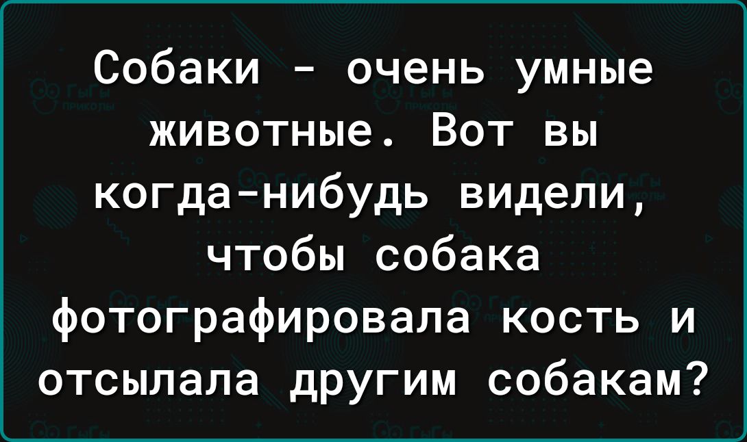 Собаки очень умные животные Вот вы когда нибудь видели чтобы собака фотографировала кость и отсылала дРУгим собакам