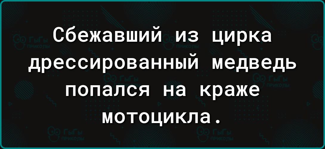 сбежавший из цирка дрессированный медведь попался на краже МОТОЦИКЛа