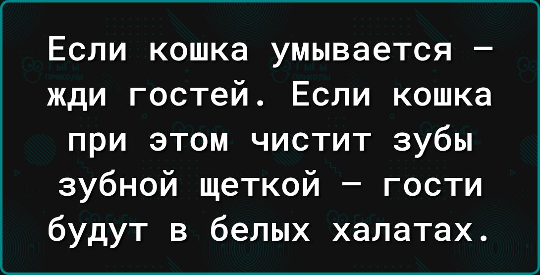 Если кошка умывается жди гостей Если кошка при этом чистит зубы зубной щеткой гости будут в белых халатах