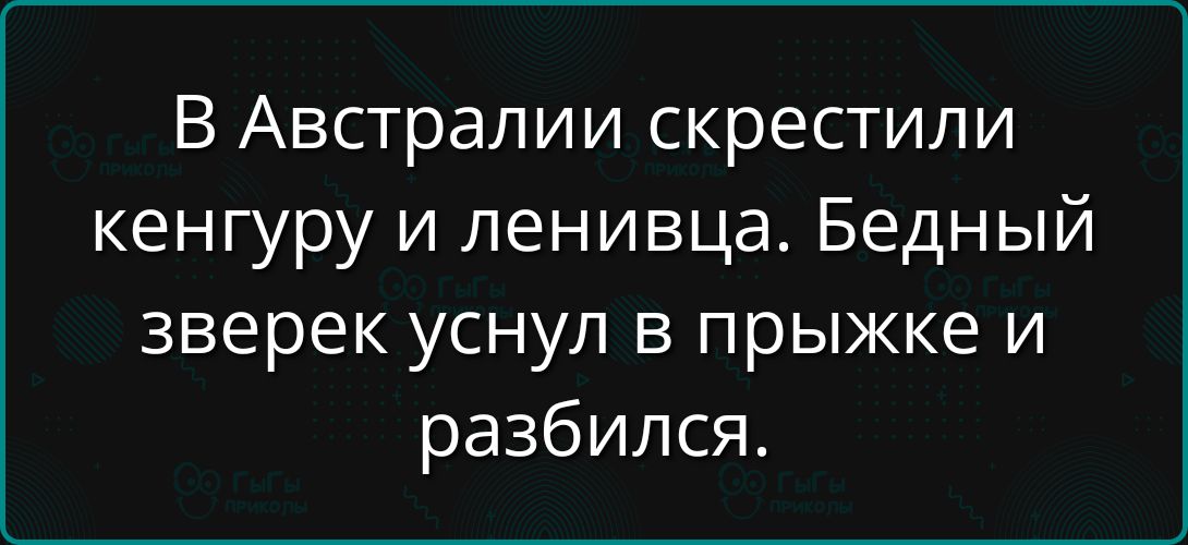 В Австралии скрестили кенгуру и ленивца. Бедный зверек уснул в прыжке и разбился.