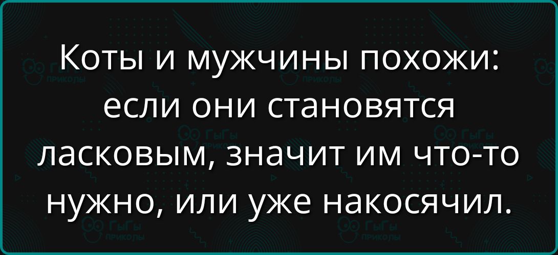 Коты и мужчины похожи: если они становятся ласковым, значит им что-то нужно, или уже накосячил.