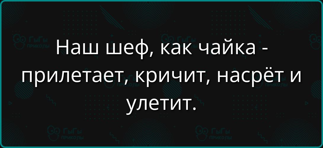 Наш шеф, как чайка - прилетает, кричит, насрёт и улетит.