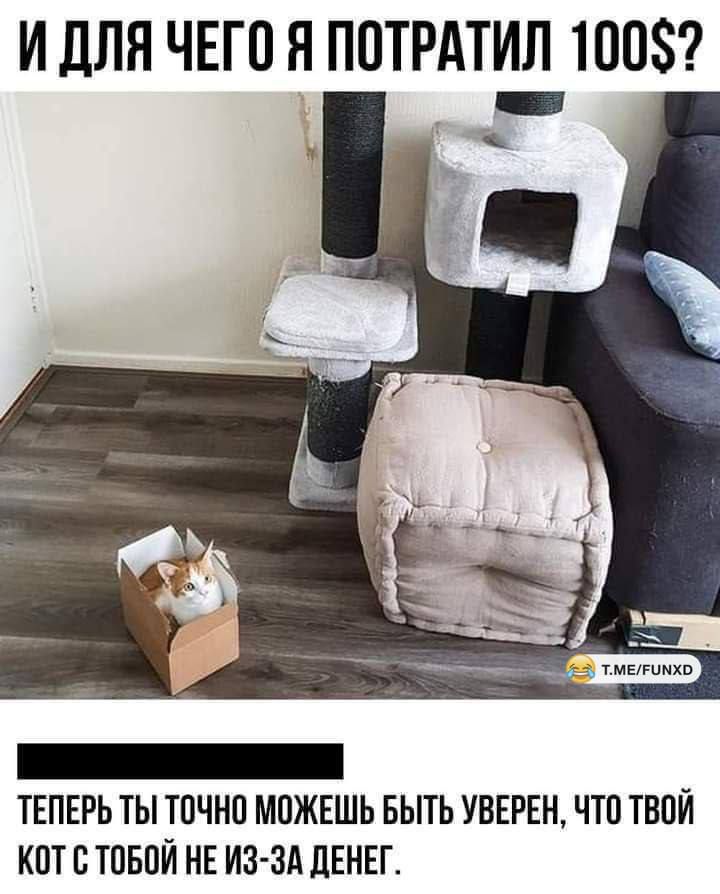 И ДЛЯ ЧЕГО Я ПОТРАТИЛ 100$?\n\nТЕПЕРЬ ТЫ ТОЧНО МОЖЕШЬ БЫТЬ УВЕРЕН, ЧТО ТВОЙ КОТ С ТОБОЙ НЕ ИЗ-ЗА ДЕНГ.