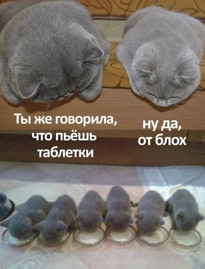 Ты же говорила, что пьёшь таблетки
ну да, от блох