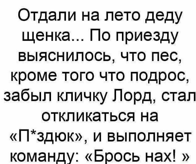Отдали на лето деду щенка По приезду выяснилось что пес кроме того что подрос забыл кличку Лорд стал откликаться на Пздюк и выполняет команду Брось нах