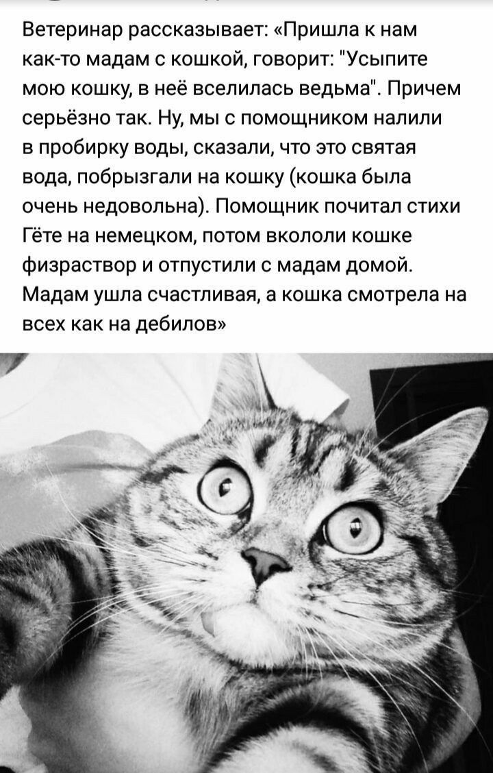 Ветеринар рассказывает Пришла нам как то мадам с кошкой говорит Усыпите мою кошку в неё вселилась ведьма Причем серьёзно так Ну мы с помощником налили в пробирку воды сказали что это святая вода побрызгапи на кошку кошка была очень недовольна Помощник почитал стихи Гёте на немецком потом вкололи кошке Физраствор и отпустили мадам домой Мадам ушла счастливая а кошка смотрела на всех как на дебилов