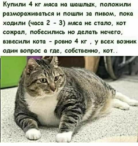 Купили 4 кг мяса на шашлык положили ражраживптьсп и поищи эп пивом пока ходили чпсп 2 3 мяса и стало кот сожрал побесились но делпуь ивчего взвесили ттп ровно 4 кг у всех возник один вопрос а где собствеющ кот