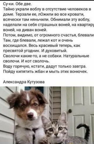 Суки Обе две Тайно украли воблу а отсутствие человеков в доме Тераали ее пОжили во все кривати всячески там няньчили Обиимвпи эту воблу наделали на себя страшных вещей из квартир пеней на диван вашей Патом видимо от огромного счастья блееали Там где блевали лежал кот и очень восхищался Весь красивый теперь как пресвятой угодник И духовитый Снолачи какието а не собаки Натуральные сволочи И кот свол