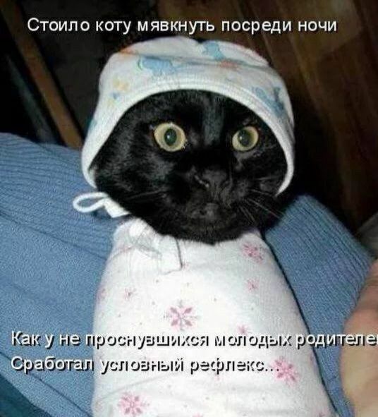 Стоило коту мявкнуть посреди ночи Кеючуне т