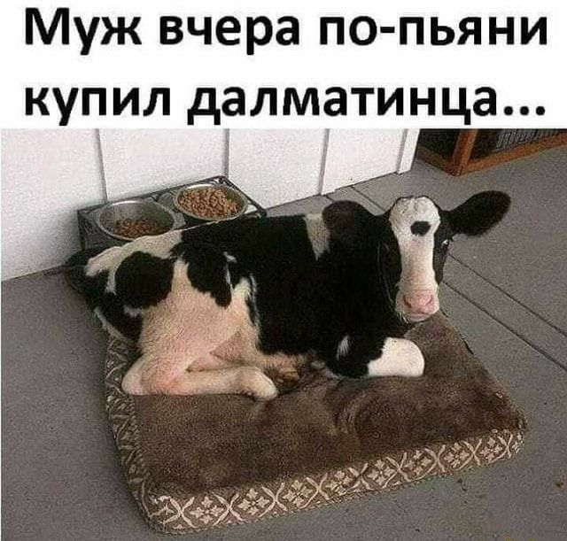 Муж вчера по пьяни купил далматинца