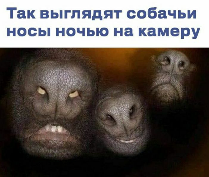 Так выглядят собачьи носы ночью на камеру