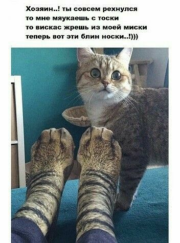 Хозяин ты сопли р хнупся тп ми ияуи шь тоски и вцспс жр шь из моей миски ппорн пп тя блин носки