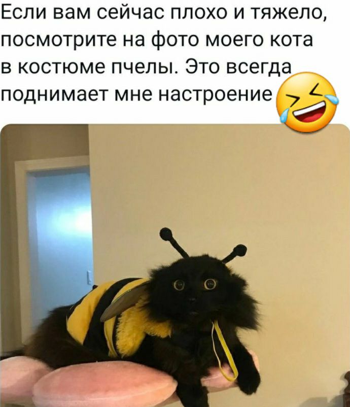 Если вам сейчас плохо и тяжело посмотрите на фото моего кота в костюме пчелы Это всегда поднимает мне настроение 7 4