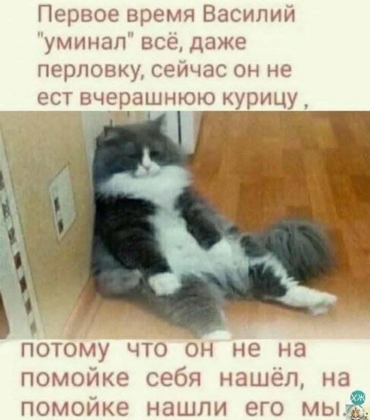 Первое время Василий уминап все даже перповку сейчас он не ест вчерашнюю курицу Л потому что он не на помойке себя нашёл на помойке нашли его мьп