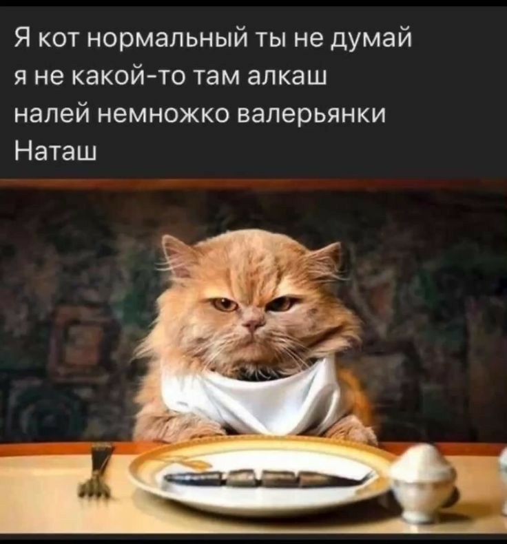 Я кот нормальный ты не думай Я не какойто там алкаш напей НЕМНОЖКО валерьянки Наташ