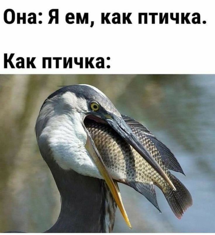 Она Я ем как птичка Как птичка
