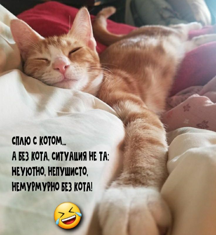 0 С котом НН ком СИТУАЦИЯ НЕ ТА ИЕУЮПЮ 10 НШПМПЮ Ш котя аж