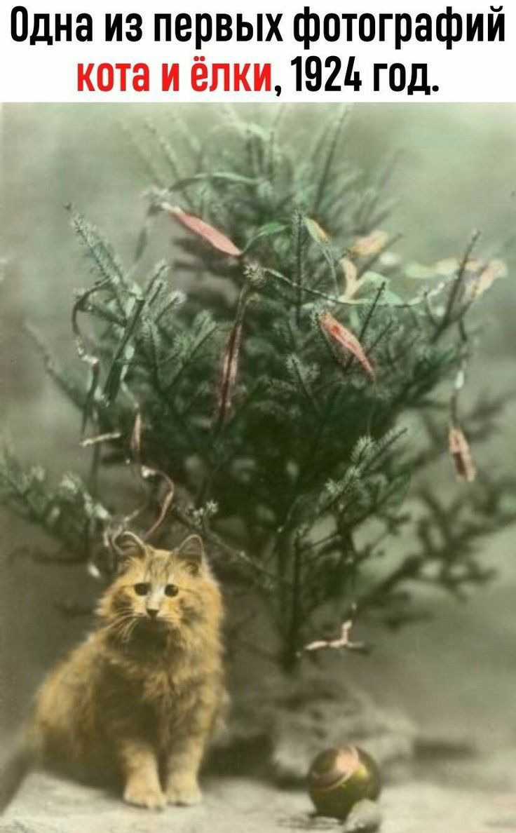 Одна из первых фотографий кота и ёлки 1924 год
