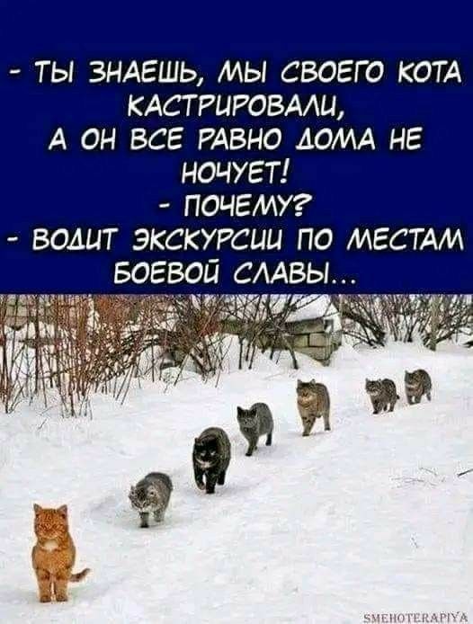 ТЫ ЗНАЕШЬ МЫ СВОЕГО КОТА КАСТРЦРОБААЦ А ОН ВСЕ РАВНО ДОМА НЕ НОЧУЕТ ПОЧЕМУ ВОАЦТ ЭКСКУРСИИ ПО МЕСТАМ БОЕВОЙ СААВЫ
