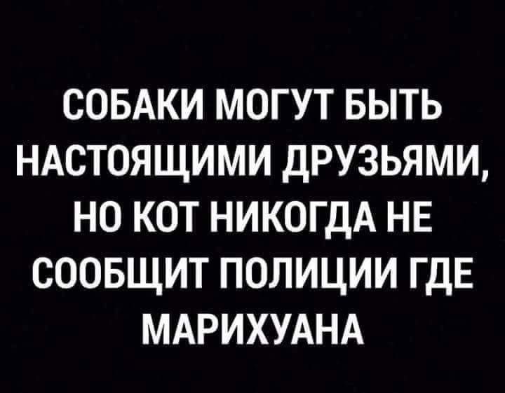 СОБАКИ МОГУТ БЫТЬ НАСТОЯЩИМИ ДРУЗЬЯМИ НО КОТ НИКОГДА НЕ СООБЩИТ ПОЛИЦИИ ГДЕ МАРИХУАНА