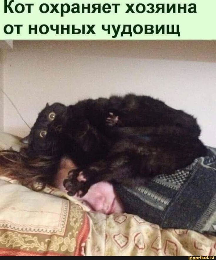 Кот охраняет хозяина от ночных чудовищ