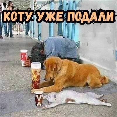 Коту уже подали