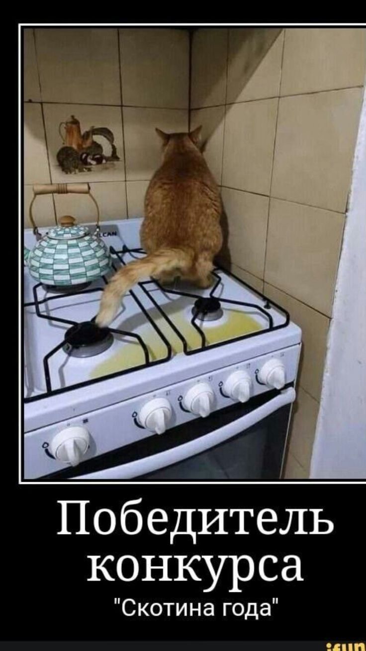 Победитель конкурса 'Скотина года'