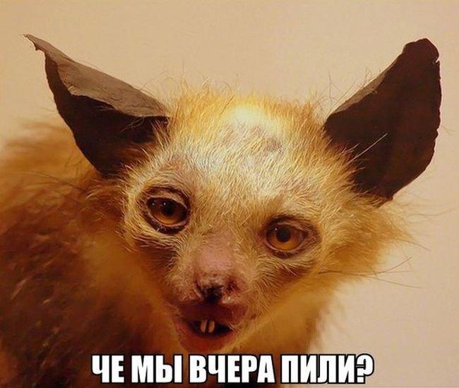 чъ мывчвгп пипиэ