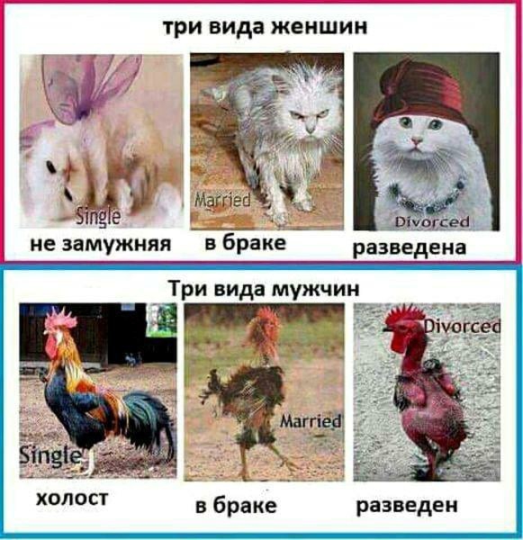 три вида женшин ЧЕЕ іеі не замужняя в браке разведена ____ Ш в браке разведен