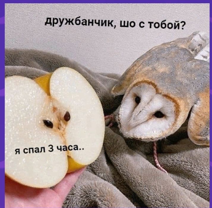 дружбанчик шо с тобой