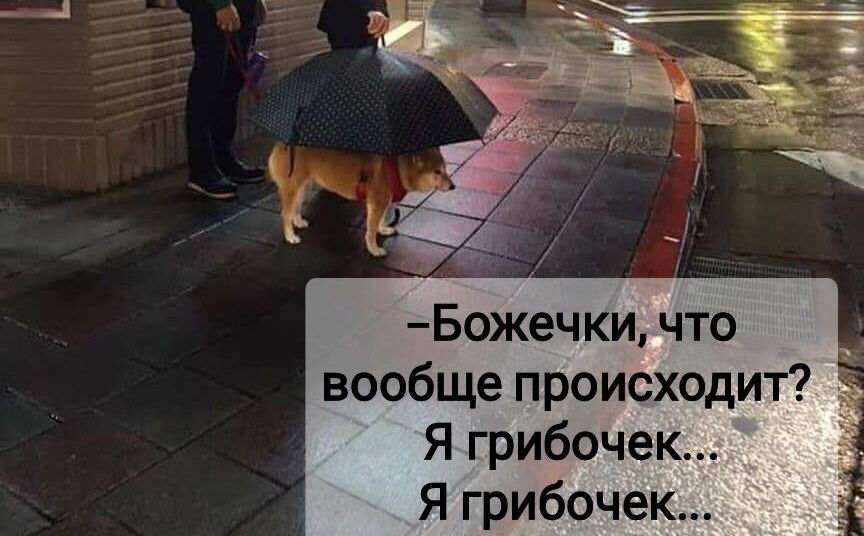 Божечки что вообще происходит Я грибочек Я грибочек