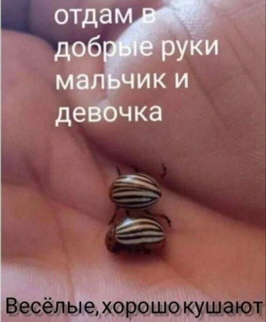 отдам в добрые руки мальчик и девочка
Весёлые, хорошо кушают
