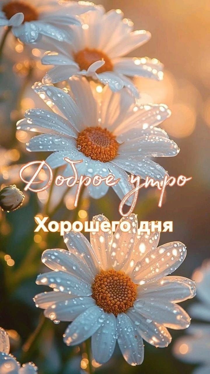 Доброе утро
Хорошего дня