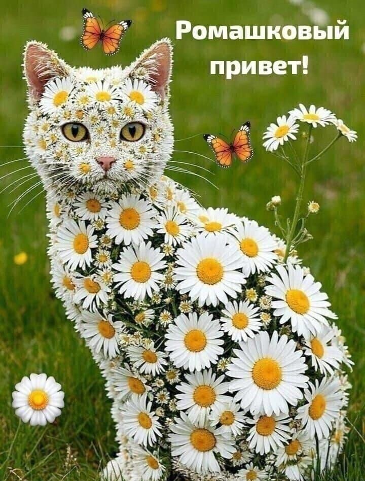 Ромашковый привет!
