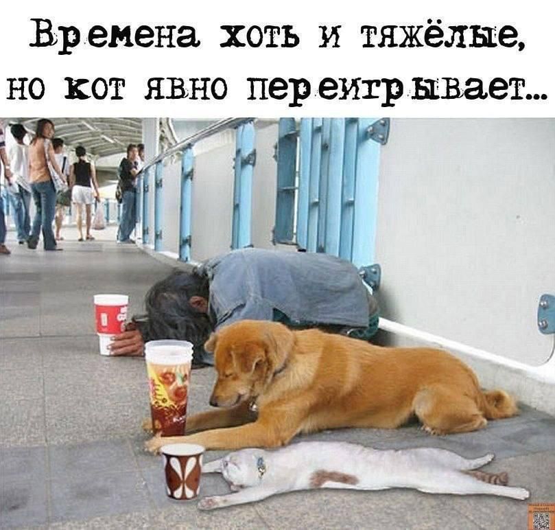 Времена хоть и тяжёлые, но кот явно переигрывает...