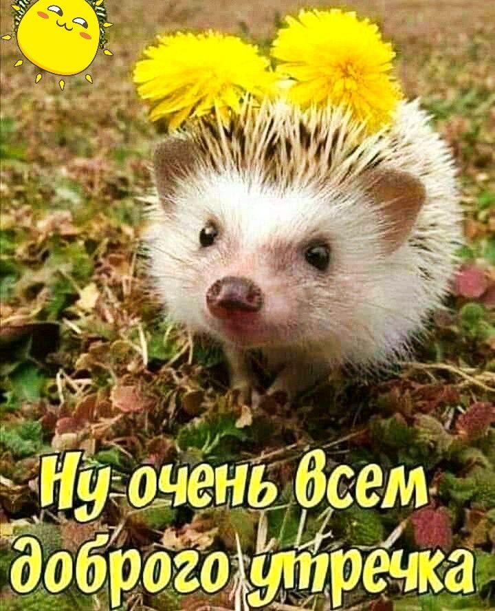 Ну очень всем доброго утречка