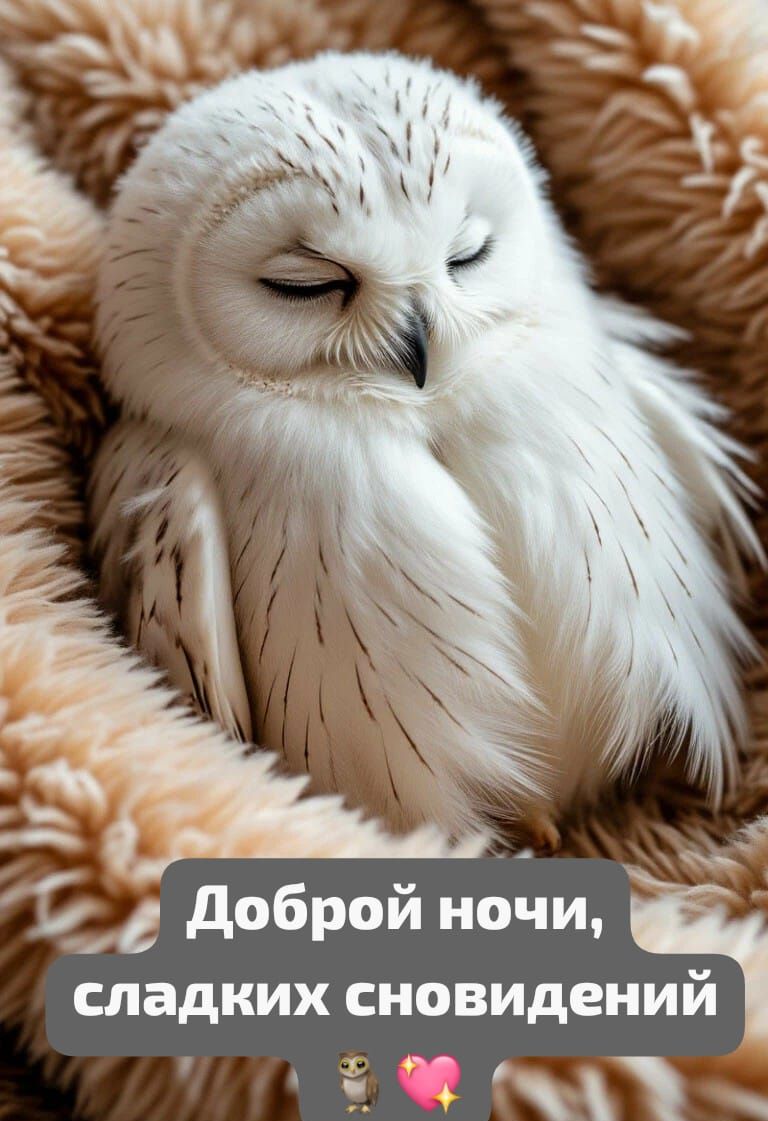 Доброй ночи, сладких сновидений