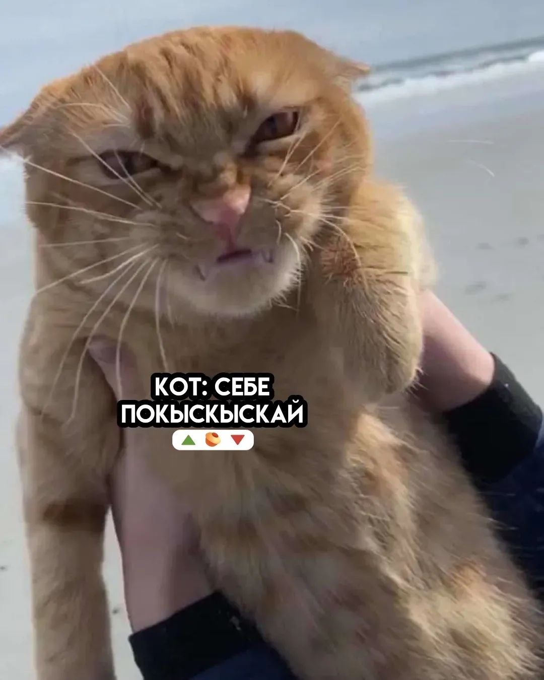 КOT: СЕБЕ ПОКЫСКАЙ