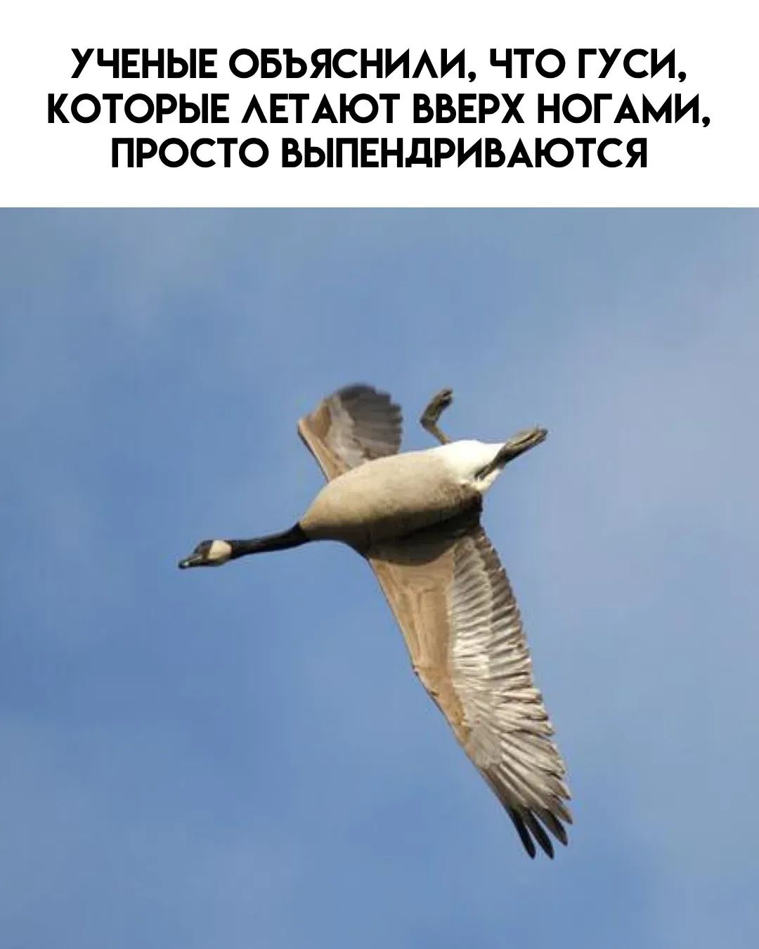 УЧЕНЫЕ ОБЪЯСНИЛИ, ЧТО ГУСИ, КОТОРЫЕ ЛЕТАЮТ ВВЕРХ НОГАМИ, ПРОСТО ВЫПЕНДРИВАЮТСЯ